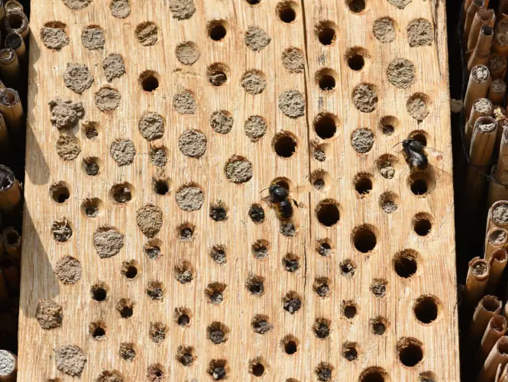 wood bees in hive in wood