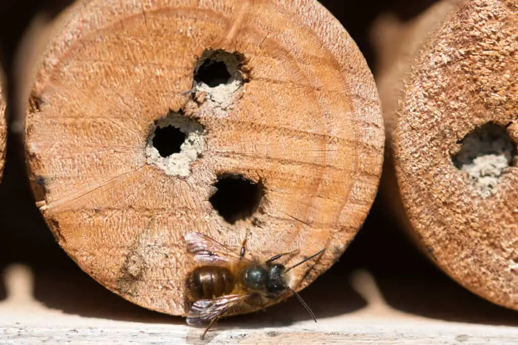 wood bees on log
