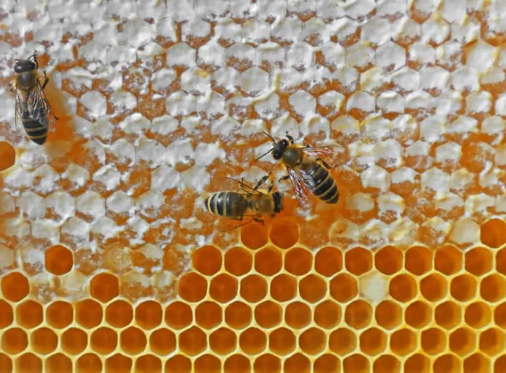 worker bees working