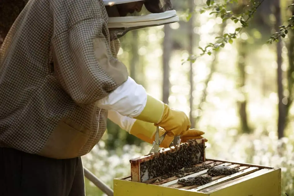 bee keeper pulling hive