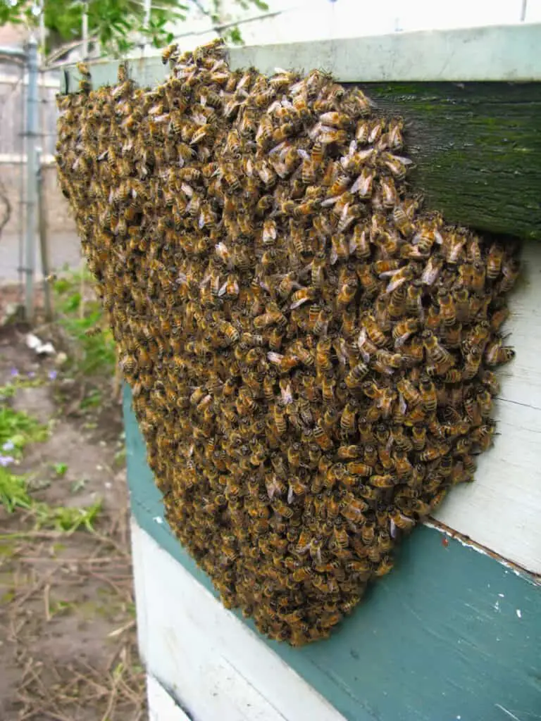 lots of bees bearding