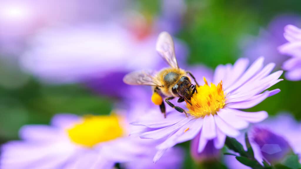 bee getting pollen