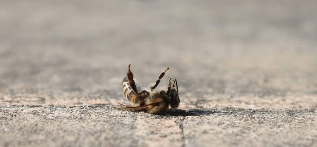 dead bee on the ground