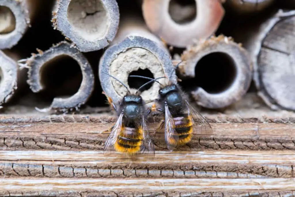 two male bees going into a pipe