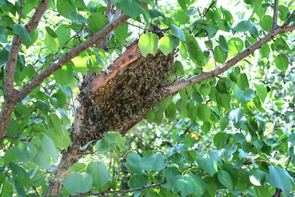 miner bee hive/nest