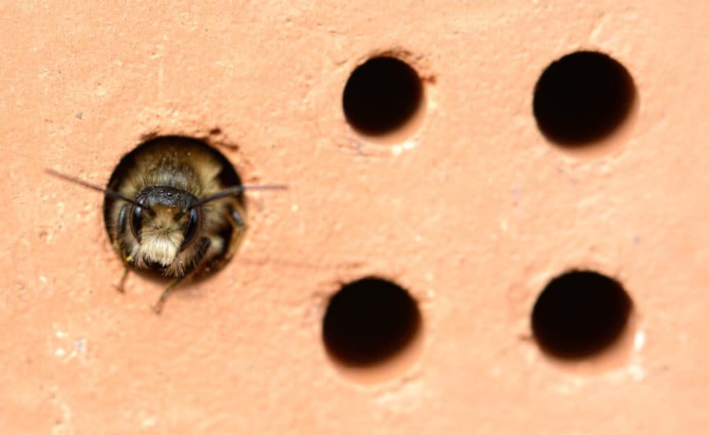 solitary bee inside of brick
