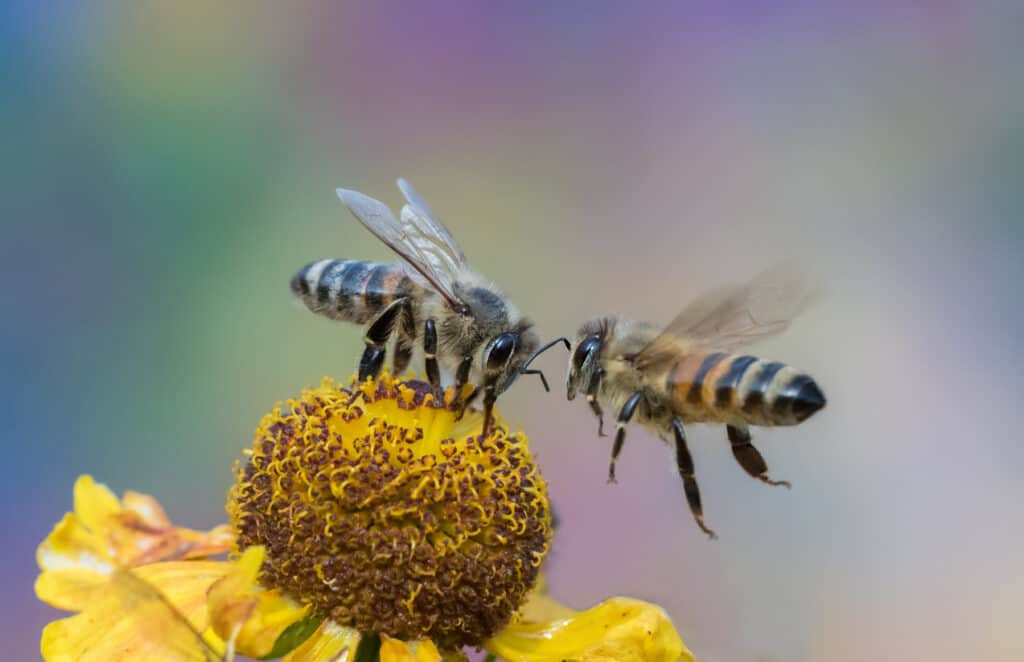 two bees fighting for neckter