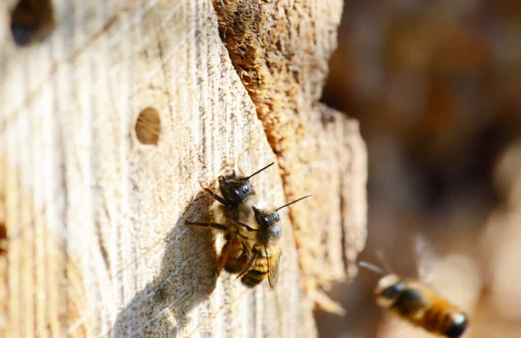 two bees mating on a log