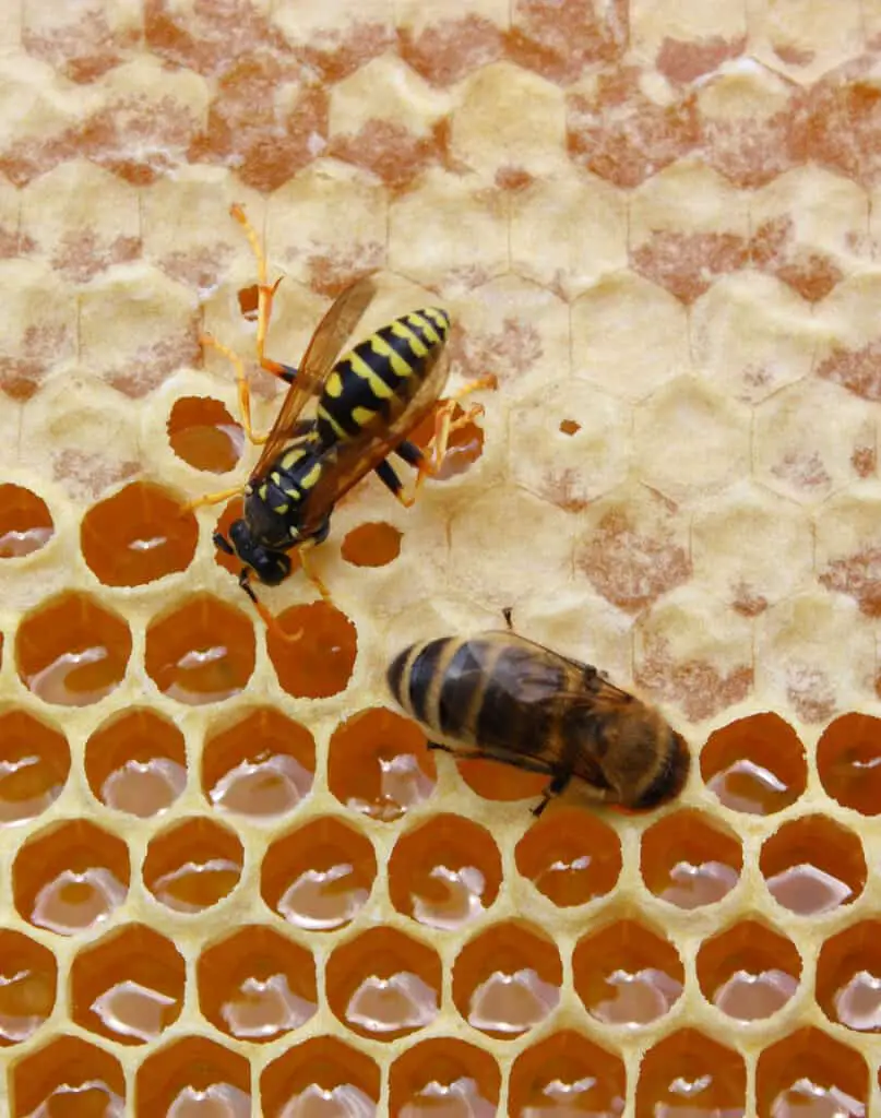 two bees robbing the honey