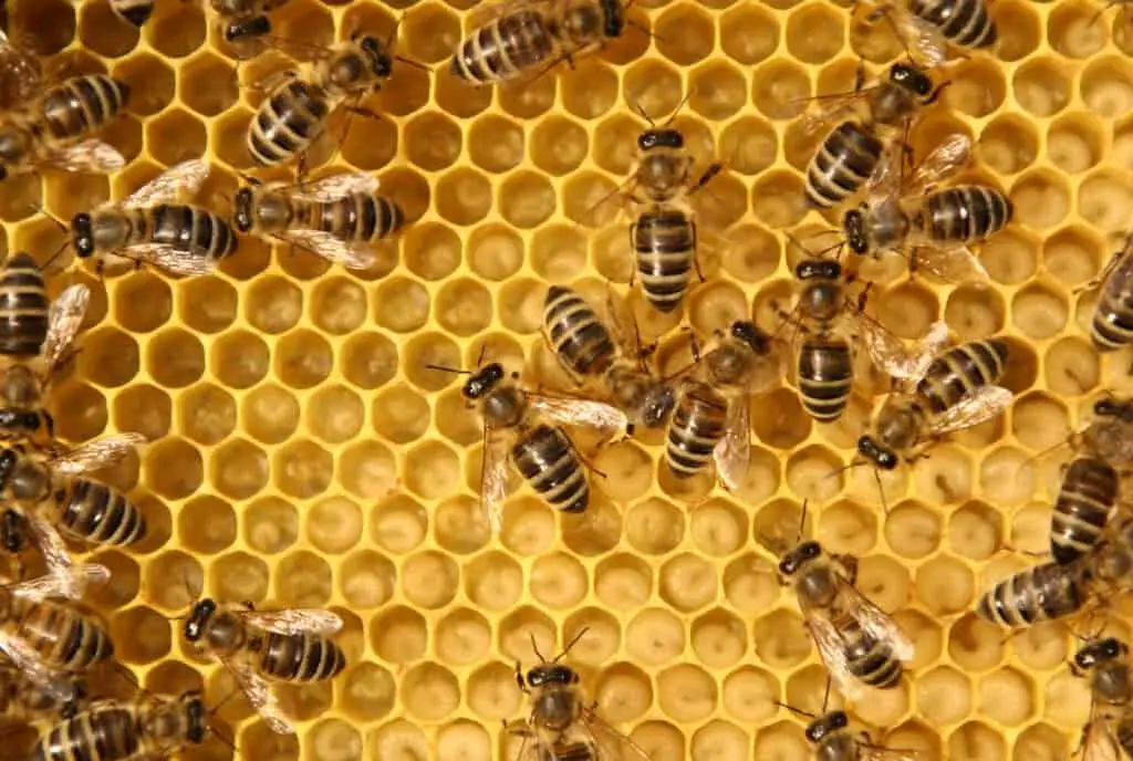 bee in a honey comb or hive