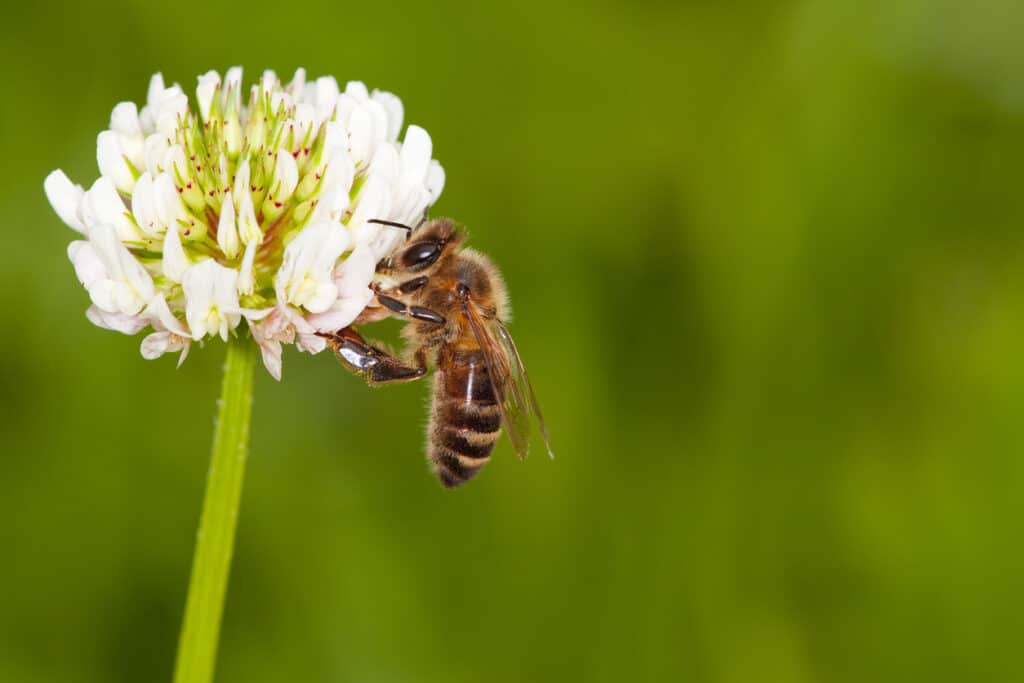 bee on clover plant