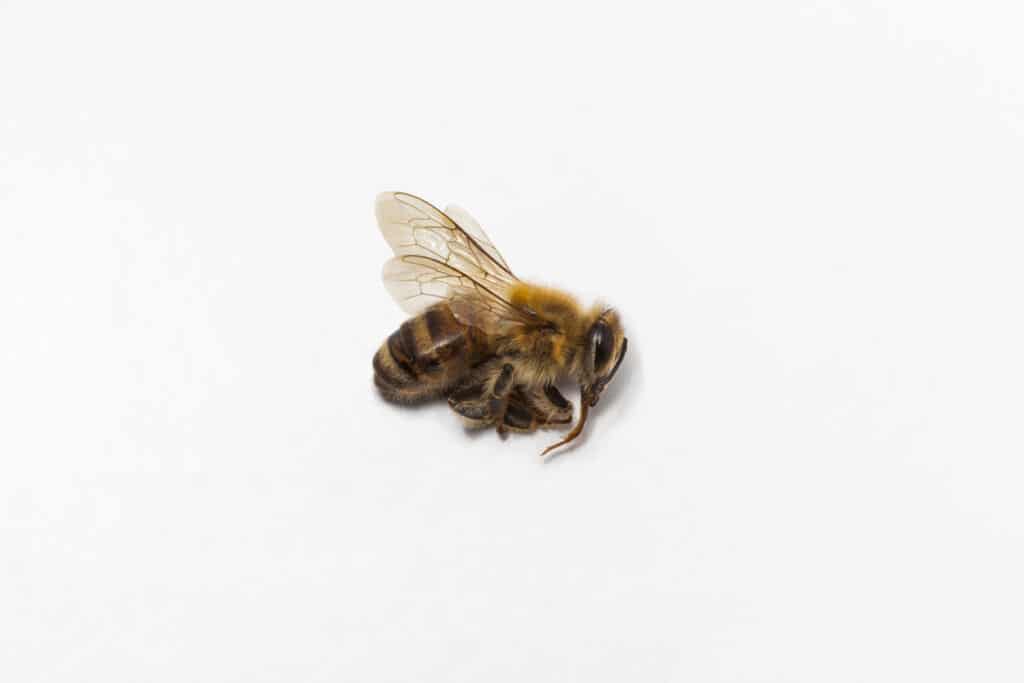 dead bee