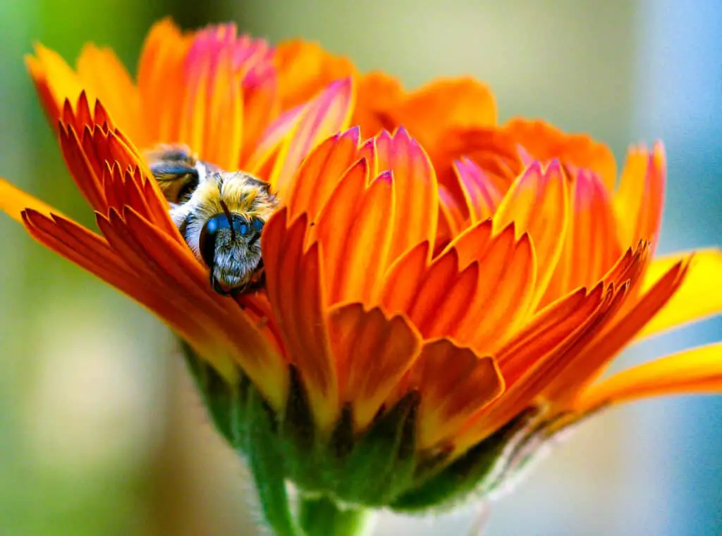 sleeping bee in a flower