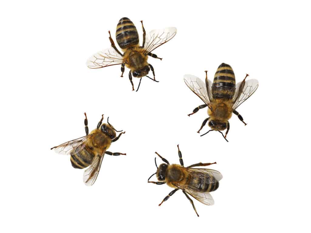 4 bees in a circle