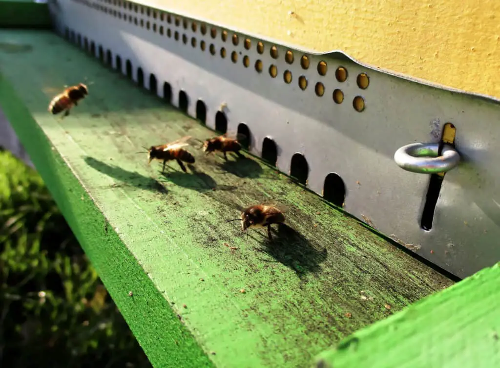 baby bees coming out of hive