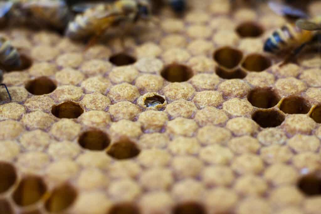 bee coming out of hive