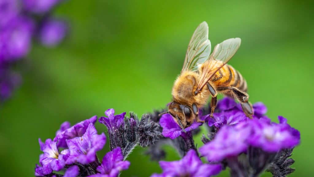 bee getting pollen for baby bee