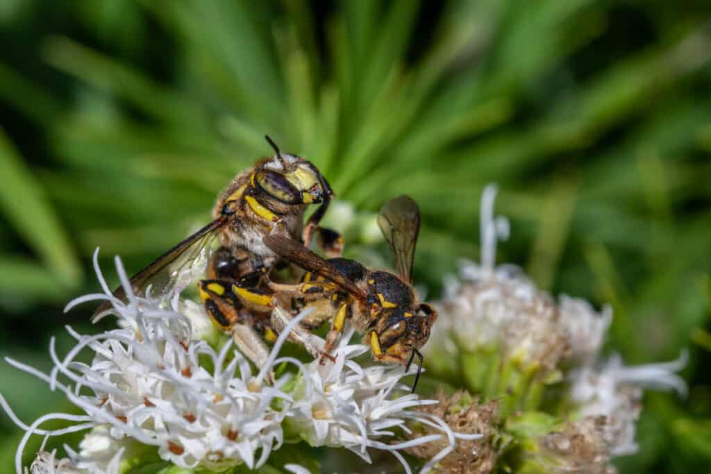 bee mating on flower
