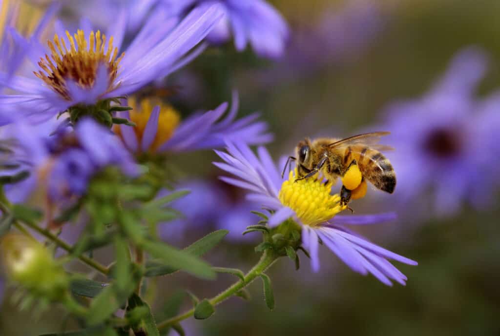 bee on flower getting pollen