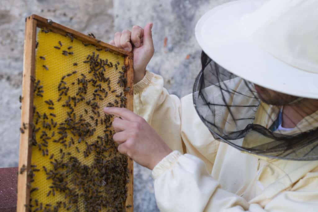 beekeeper looking at bee hive