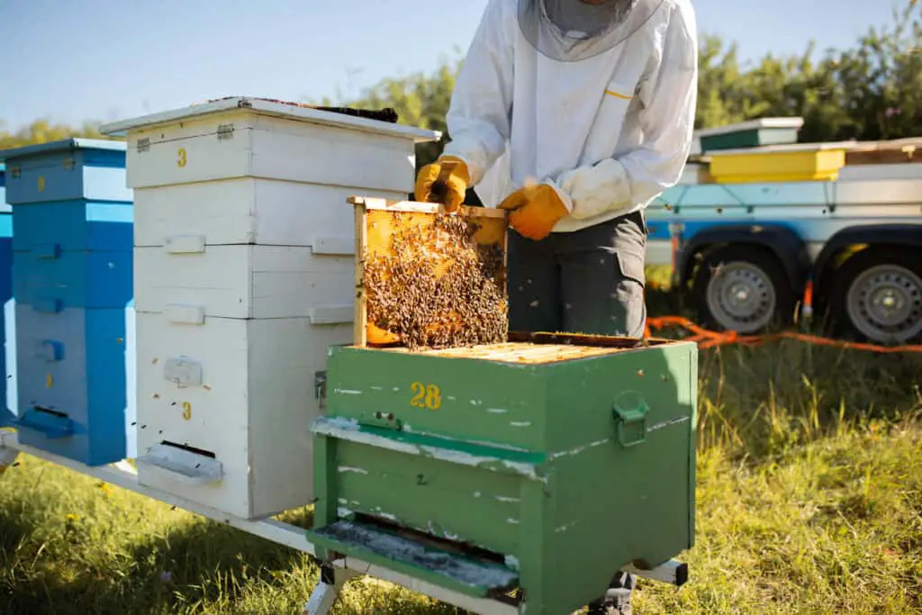 beekeeper looking at honey hive