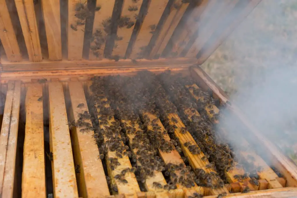 beekeeper smoking bees