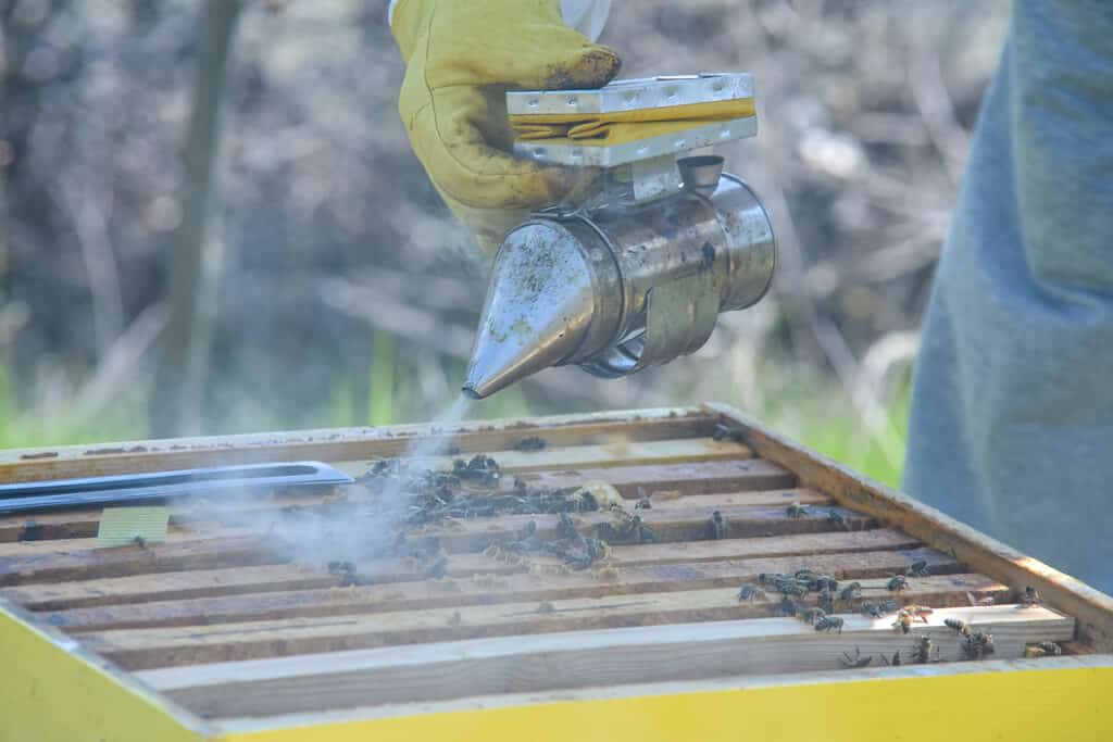 beekeeper smoking the hive