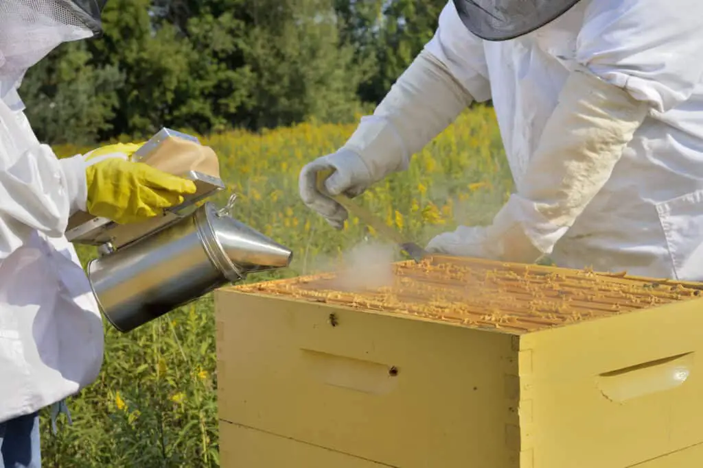 beekeepers smoking hive