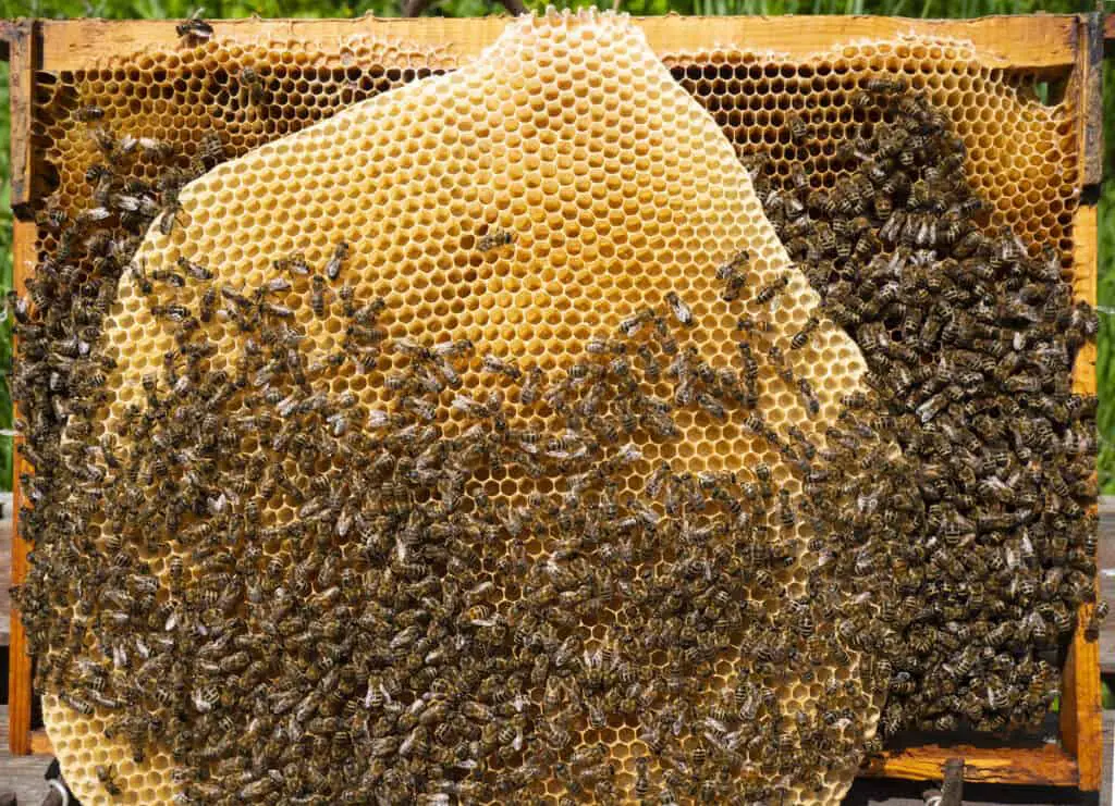 bees building beehive