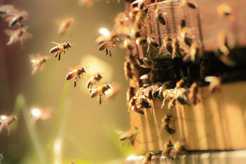 bees coming out of beehive