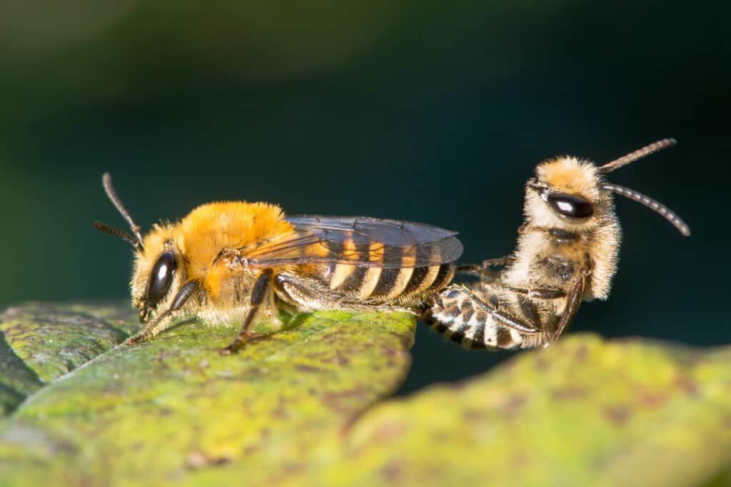 bees mating