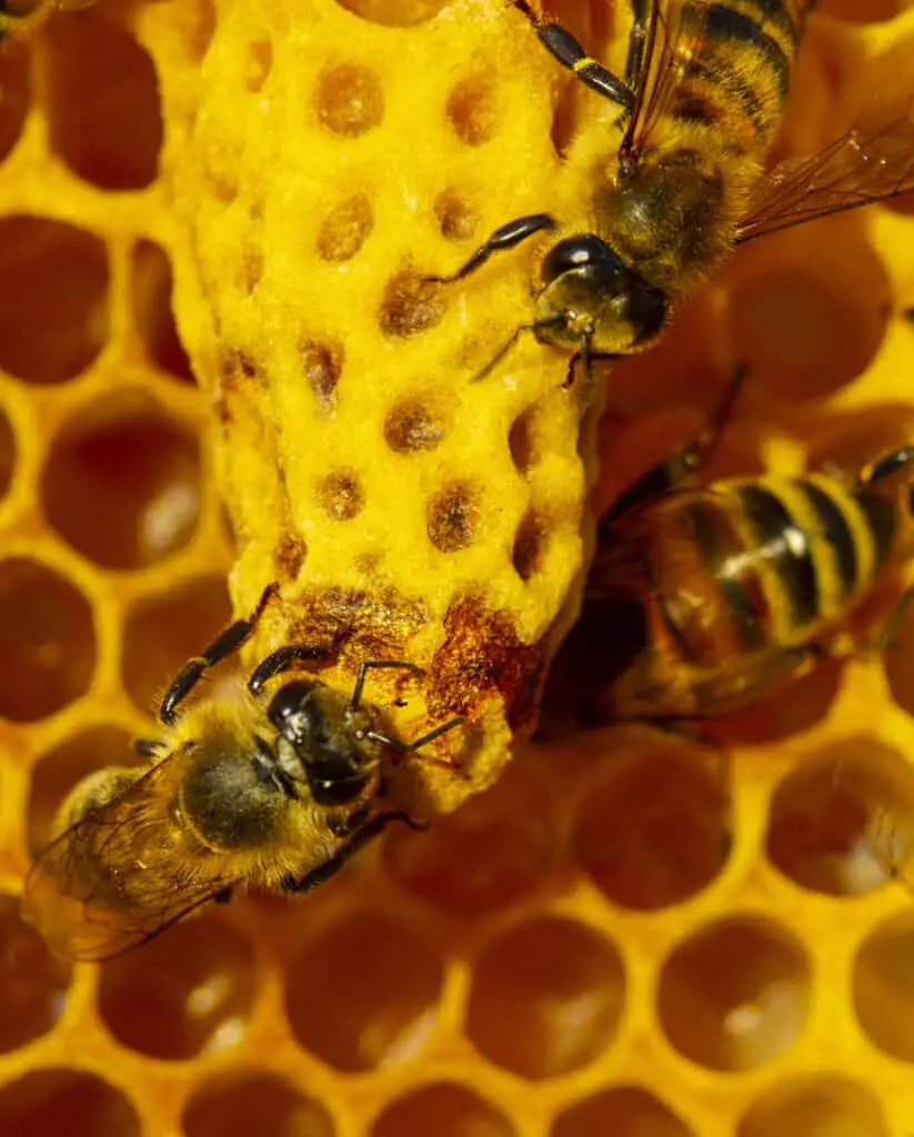 bees mating