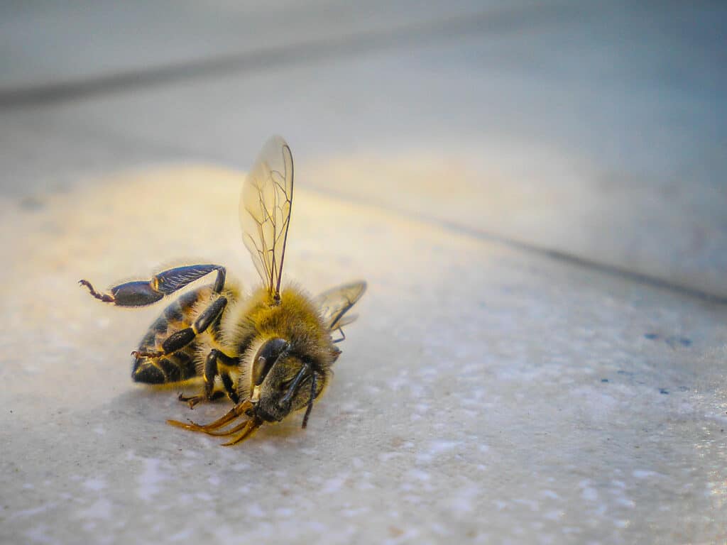 dead honey bee