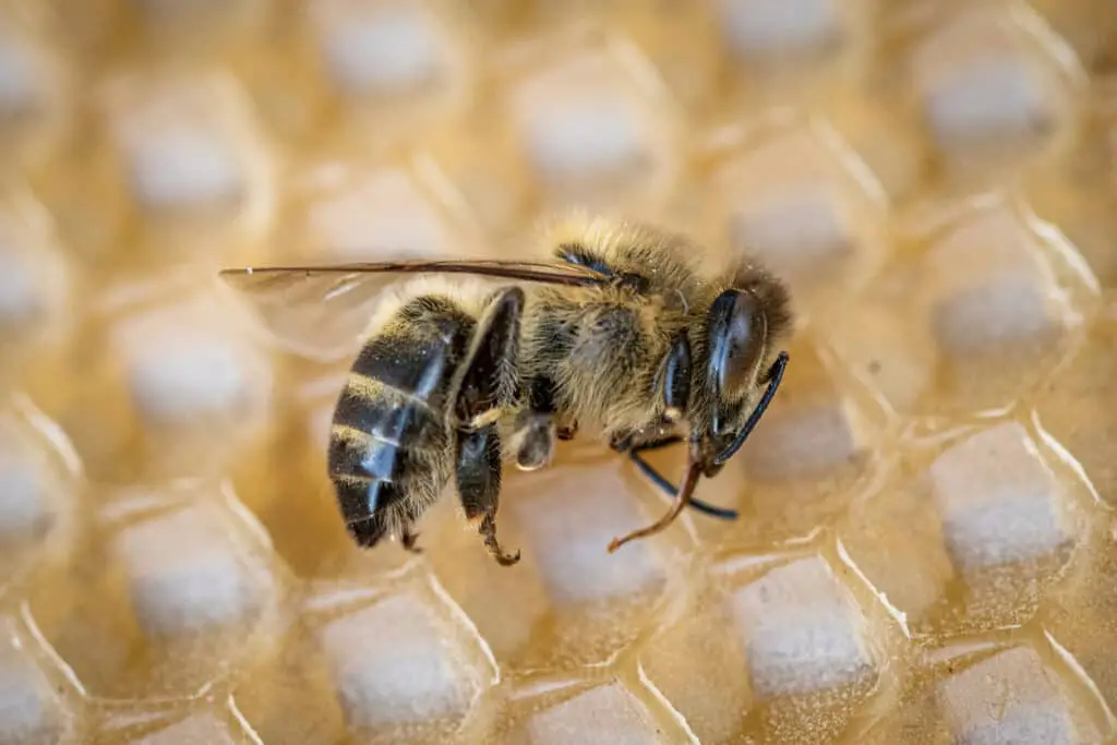 dead honey bee on hive