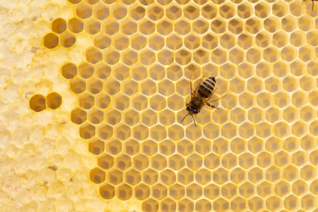 honey bee in hive putting honey in hive