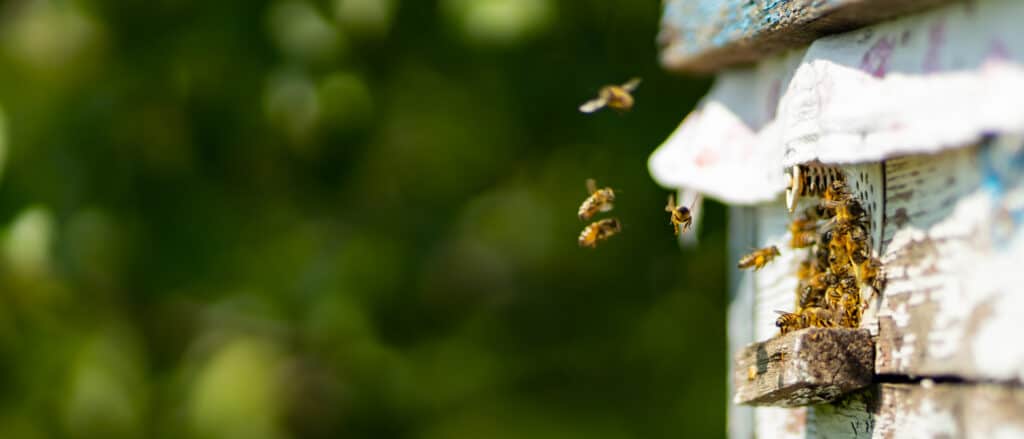 honey bees entering box hive