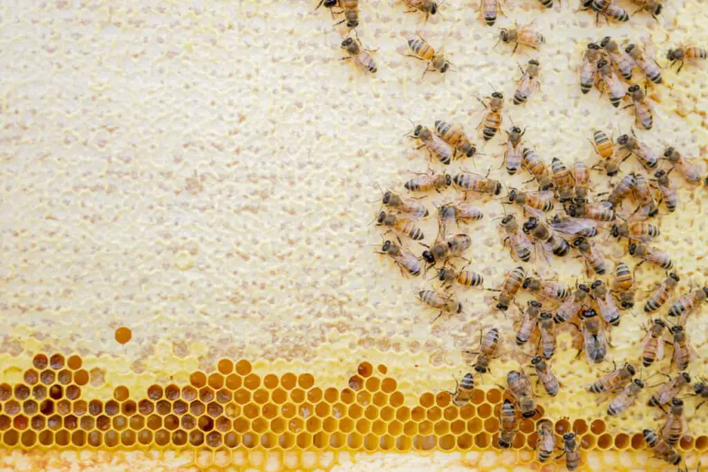 queen be with lots of other bees