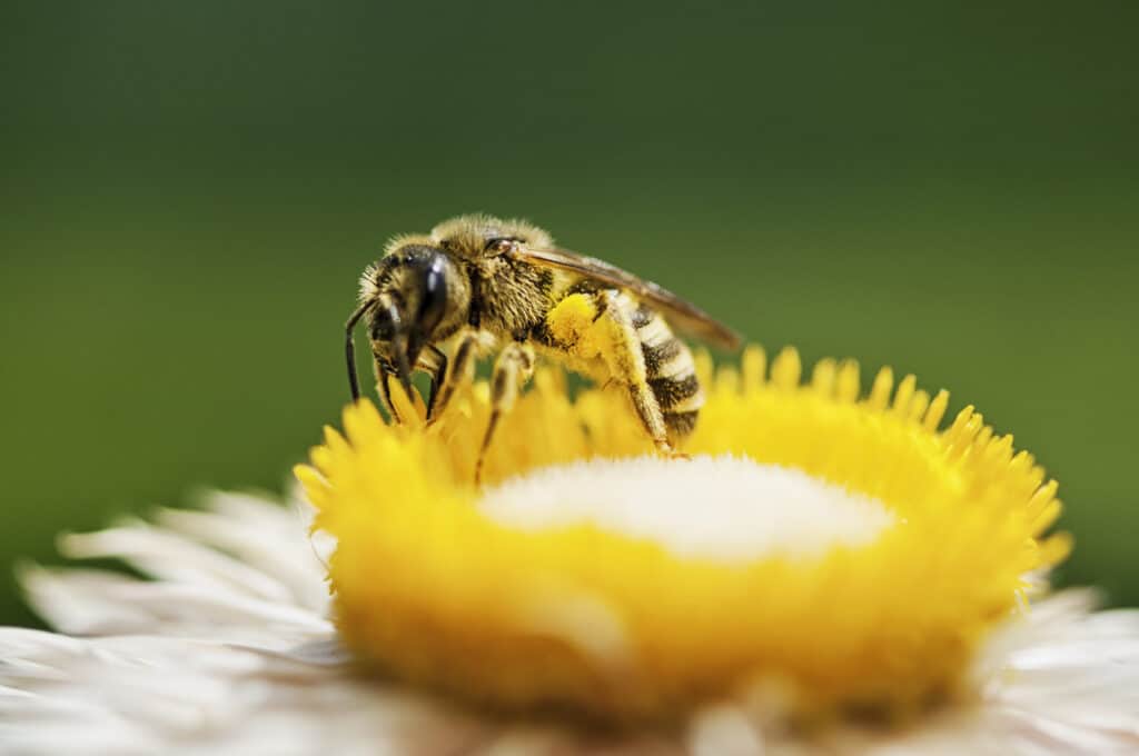 queen bee on flower