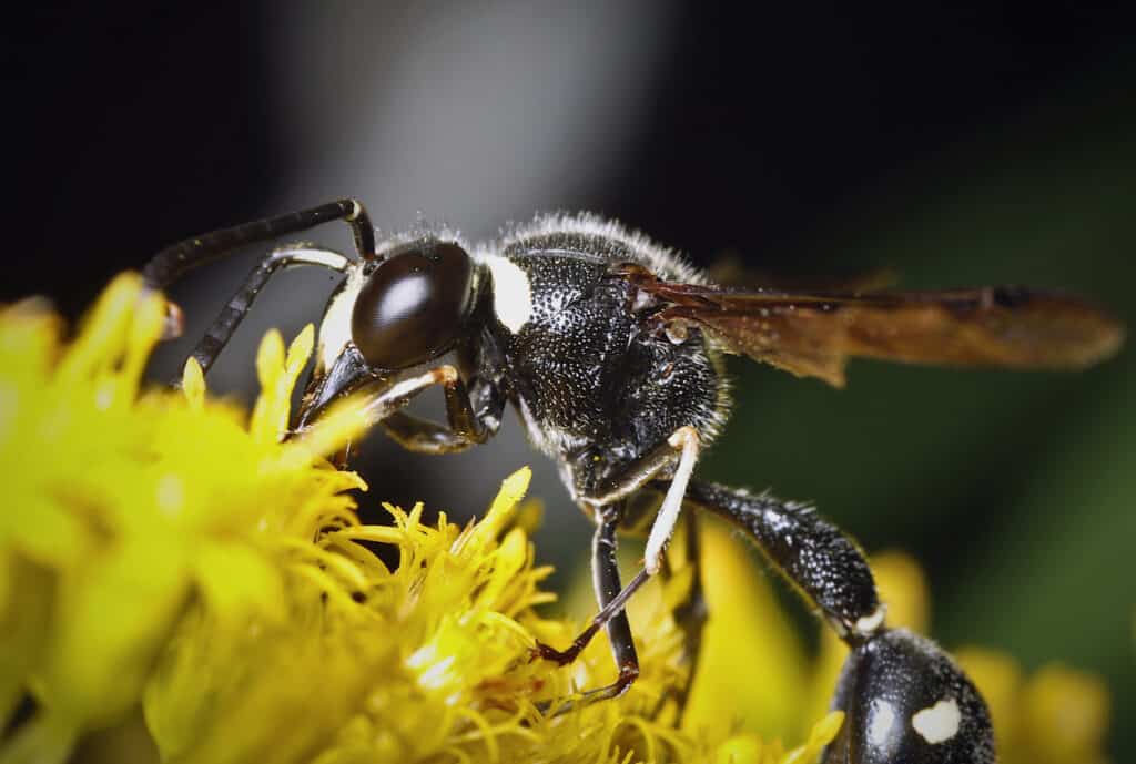 wasp getting pollen