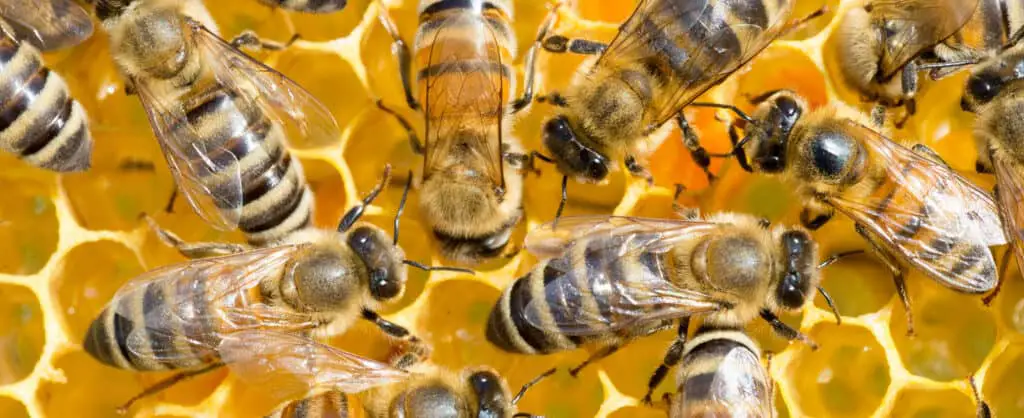 worker honey bees
